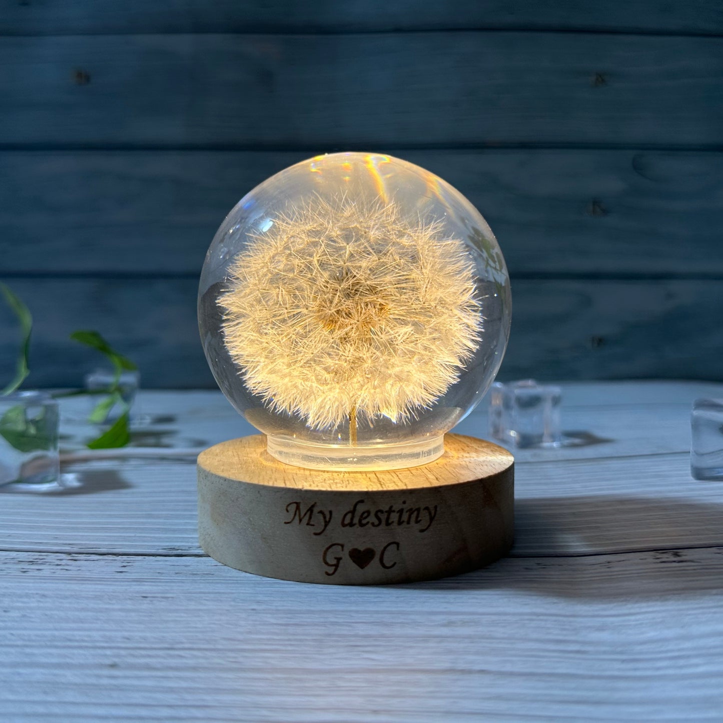 Real Dandelion Night Light